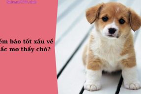 Mơ thấy chó báo hiệu điềm báo tốt hay xấu? Đánh con số bao nhiêu?