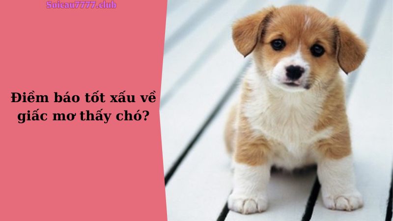 Điềm báo tốt xấu về giấc mơ thấy chó?