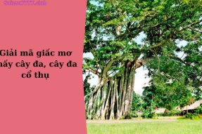 Mơ thấy cây đa có điềm báo gì? Tương ứng với con số nào?