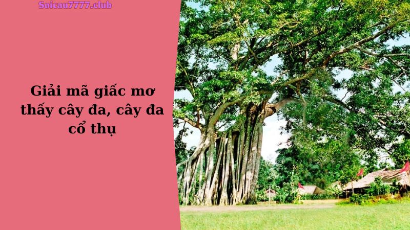 Giải mã giấc mơ thấy cây đa, cây đa cổ thụ