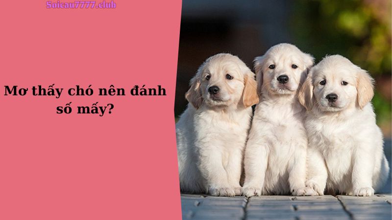 Mơ thấy chó nên đánh số mấy?