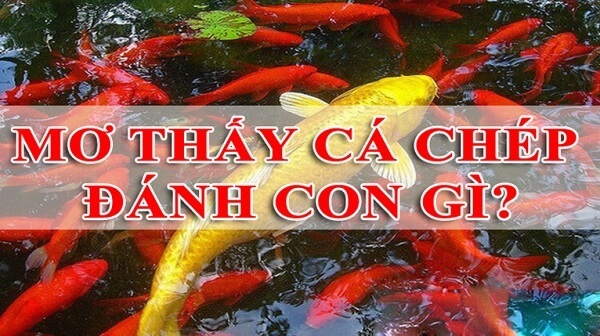Nằm mơ thấy cá chép liên quan đến con số gì?