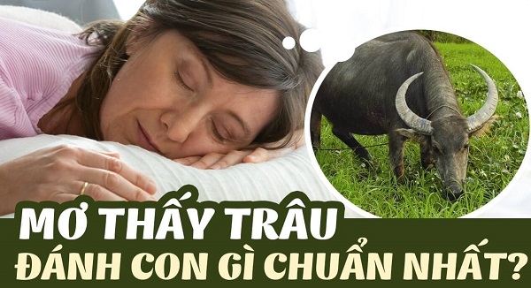 Mơ thấy trâu, số may mắn liên quan là gì?