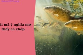 Mơ thấy cá chép có điềm báo gì? Đánh con số bao nhiêu?