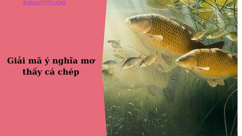 Giải mã ý nghĩa giấc mơ thấy cá chép