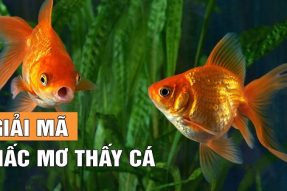 Nằm mơ thấy cá có điềm báo gì? Đánh con số may mắn bao nhiêu?