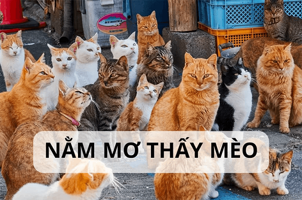 MƠ THẤY MÈO HOẠT ĐỘNG