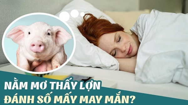 Nằm mơ thấy lợn (lợn) đánh con gì may mắn?