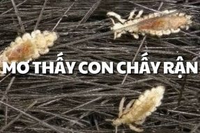 Mơ thấy con chấy có ý nghĩa gì? Đánh con số bao nhiêu dễ trúng nhất