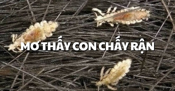 Ý nghĩa giấc mơ thấy con chấy, con chí