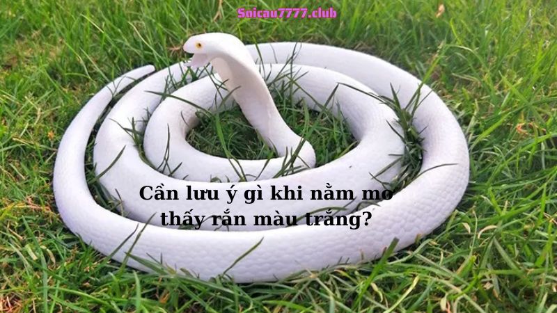 Cần lưu ý gì khi nằm mơ thấy rắn màu trắng?