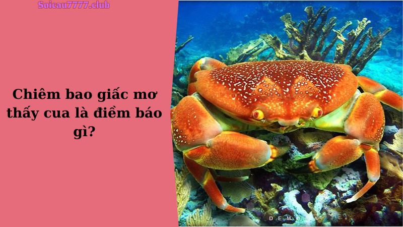 Chiêm bao giấc mơ thấy cua là điềm báo gì?