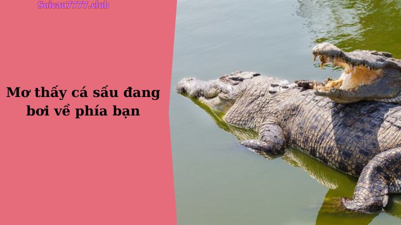 Mơ thấy cá sấu đang bơi về phía bạn