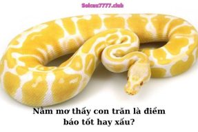 Mơ thấy trăn báo hiệu điềm gì? Đánh số may mắn bao nhiêu?