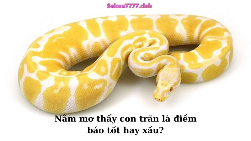 Nằm mơ thấy con trăn là điềm báo tốt hay xấu?