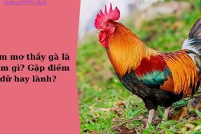 Mơ thấy gà đánh số bao nhiêu? Ý nghĩa giấc mơ thấy gà báo hiệu điềm gì