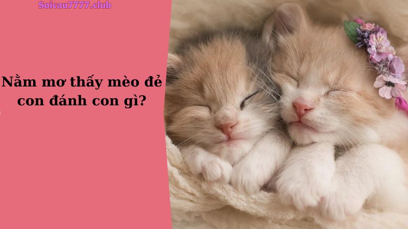 Nằm mơ thấy mèo đẻ con đánh con gì?