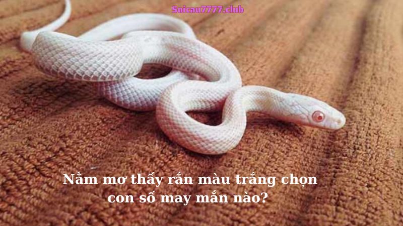 Nằm mơ thấy rắn màu trắng chọn con số may mắn nào?