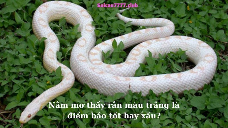 Nằm mơ thấy rắn màu trắng là điềm báo tốt hay xấu?