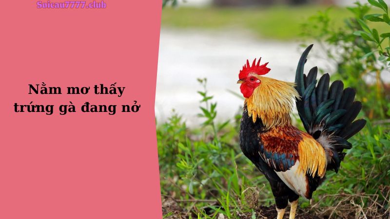 Nằm mơ thấy trứng gà đang nở