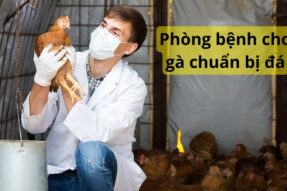 Lưu ý khi chăm sóc gà chuẩn bị đá 