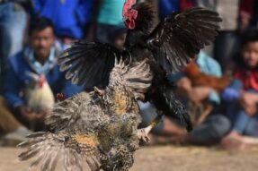 Đá Gà 12Bet – Sảnh cá cược gà đỉnh cao thu hút mọi kê thủ