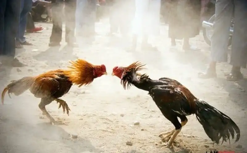 Trận đá gà cựa dao đỉnh cao tại Five88 không thể bỏ lỡ