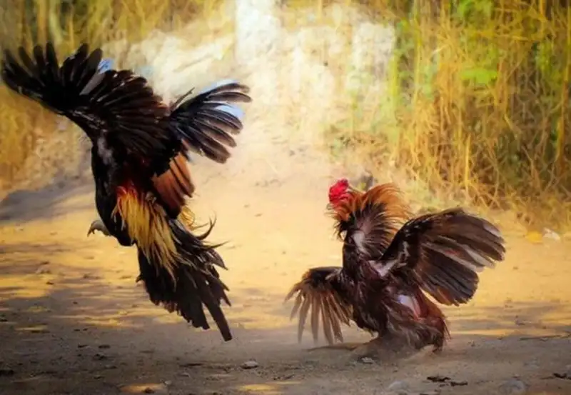 Lịch đá gà trực tiếp hôm nay và mẹo đặt cược nhanh