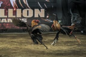 Luật Chơi Đá Gà Tại Ev99 – Tìm hiểu chi tiết để trải nghiệm đá gà an toàn 