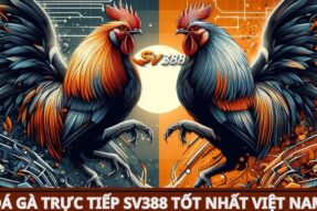 Đá Gà SV388 Và Cảm Giác Kịch Tính Trên Từng Trận